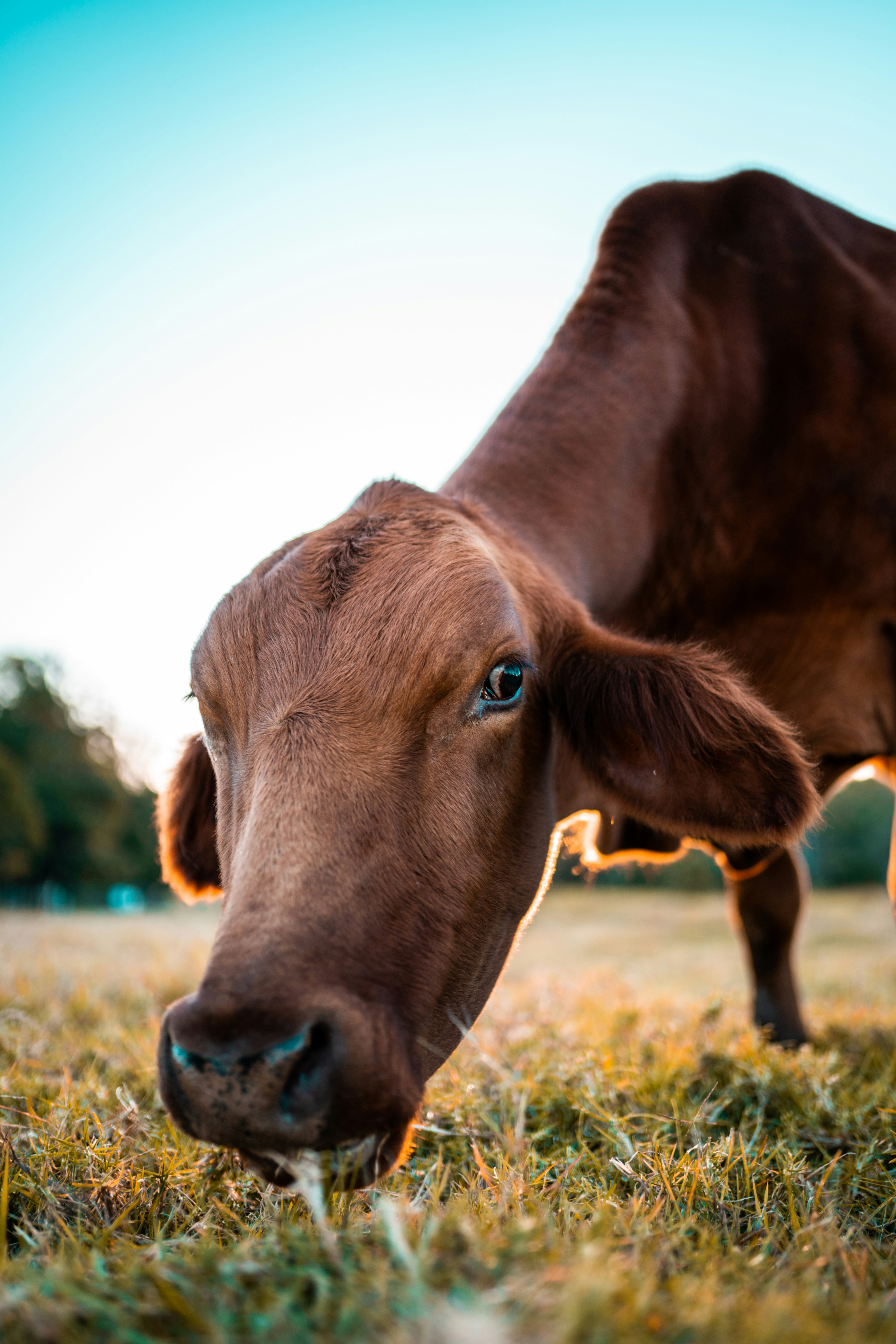 brown cow on green grass field during daytime